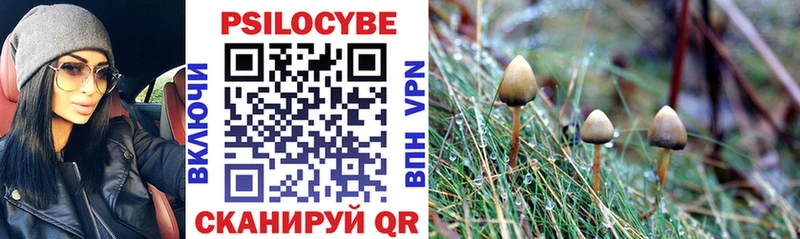 Галлюциногенные грибы Psilocybine cubensis  Купить закладки  Балей 